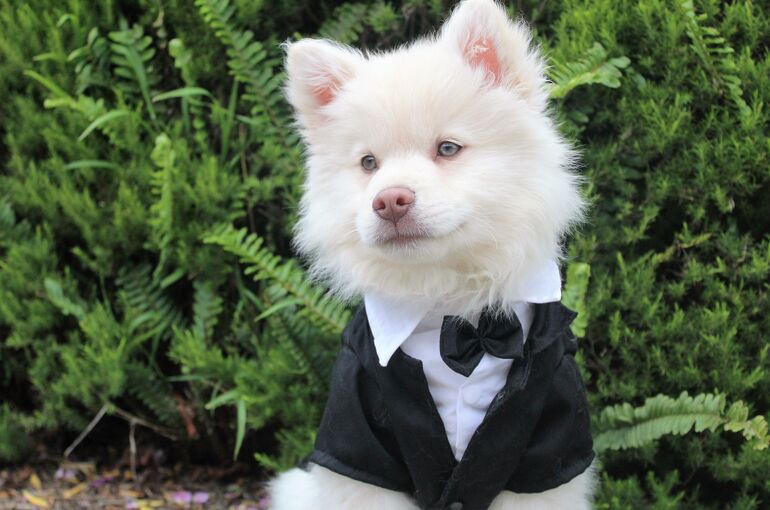 dog-ge6f6b1340_1920