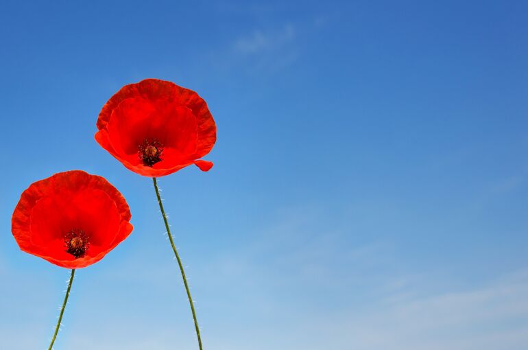 a-couple-of-poppy-flowers-g1401b2d43_1920