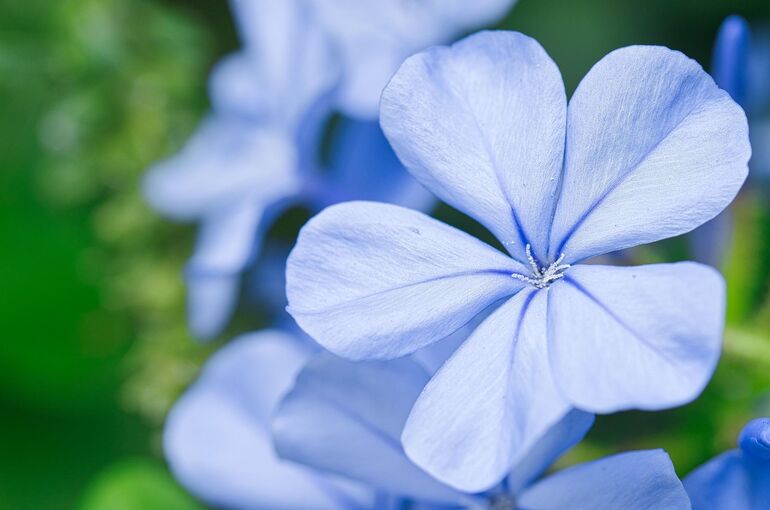 flower-6497984_1920